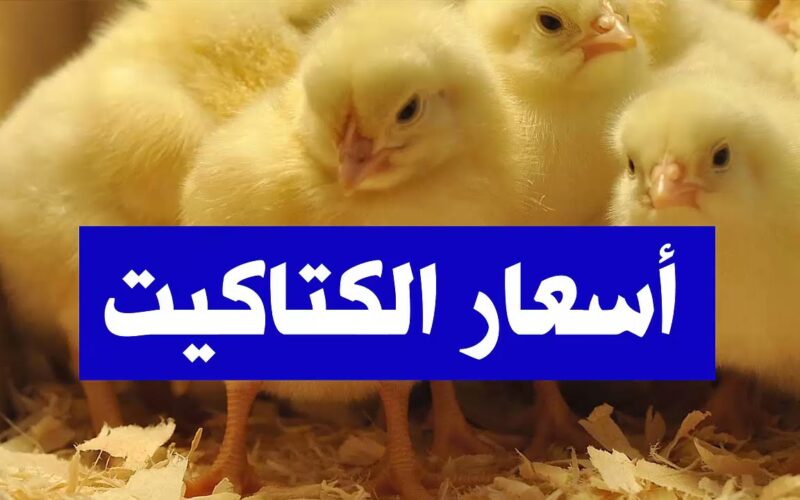 الكتكوتة بكام.. اسعار الكتاكيت اليوم الخميس 23 مايو 2024 في الشركات المصرية للمستهلك