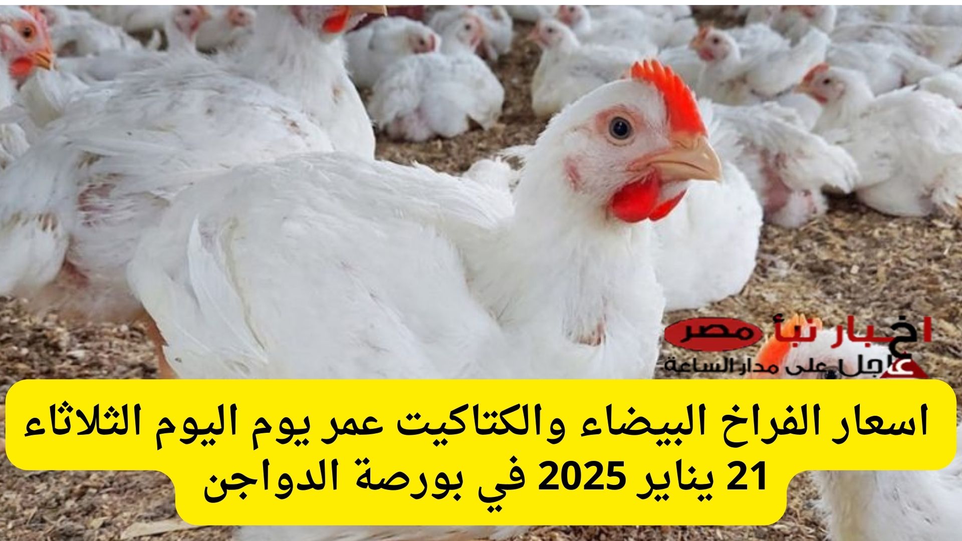 رفع النهارده.. اسعار الفراخ البيضاء والكتاكيت عمر يوم اليوم الثلاثاء 21 يناير 2025 في بورصة الدواجن